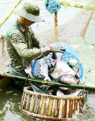 A pangasius farmer in the Mekong Delta (Photo:SGGP)